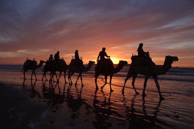 Essaouira 1 hour discovery ride on the back of a camel - Mustafa’s Camel Skills and the Photo-Friendly Approach