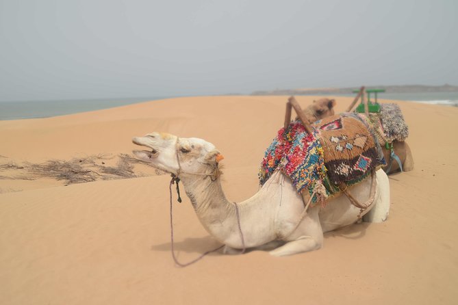 Essaouira 2-Hour Camel Adventure Ride - Forest Edge to Beaten Tracks: Why the Route Feels Worth It