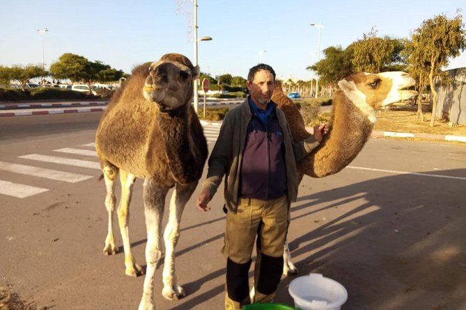 Essaouira Activities: Discover Essaouira by Quad - Price and value, is $46.34 worth three hours outside Essaouira?