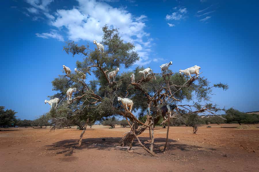 Essaouira Day Trip from Agadir - The Agadir to Essaouira Drive, and Why the Stops Matter