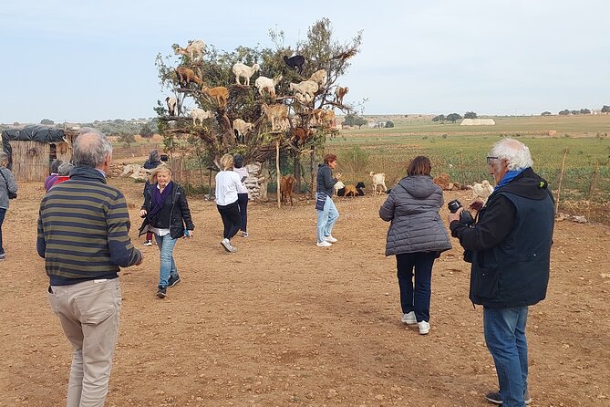 Essaouira day trip from Agadir & Taghazout - Entering Essaouira on Foot: Fish Port, Medina Lanes, and What to Skip