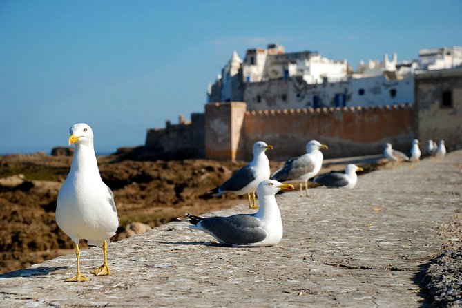 Essaouira Day Trip From Marrakech Including Surf Training - Return to Marrakech, When the Day Feels Long