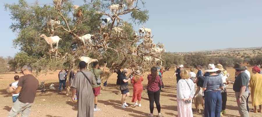 Essaouira Day Trip from Marrakech _ medina, old port - The Day Trip Format That Keeps You From Rushing