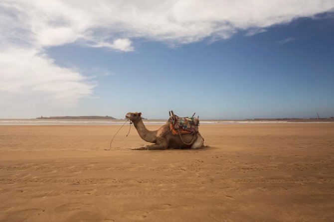 Essaouira Full Day Trip - Don’t skip the fishing port, that’s where the town feels alive