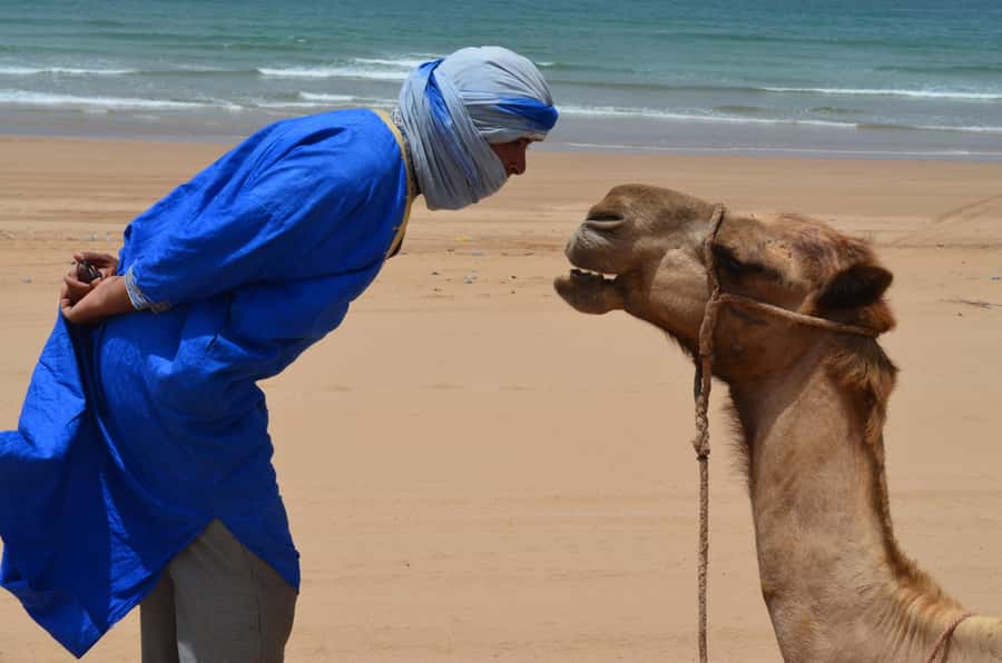 Essaouira: One Hour Dromedary Ride - From Essaouira Pickup to Ranch de Diabat: how the start really works