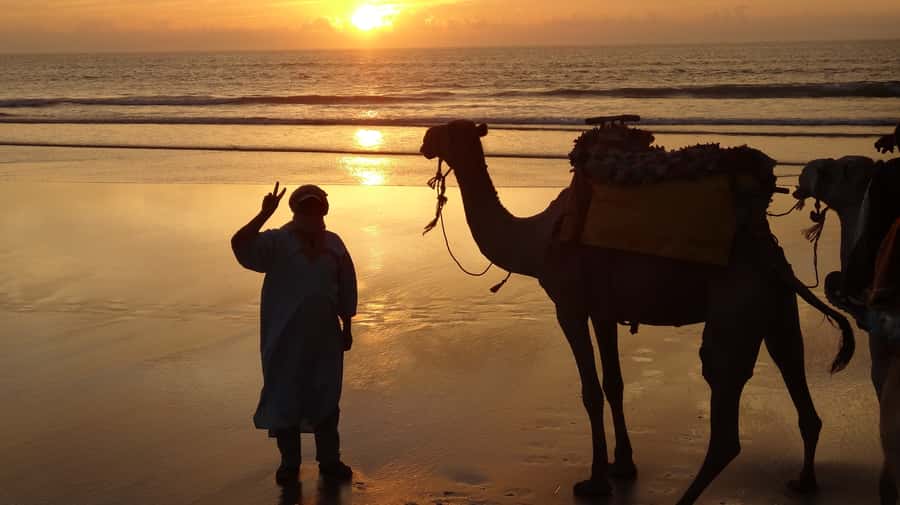 Essaouira: One Hour Dromedary Ride - Why the dromedaries feel like the main attraction, not a gimmick