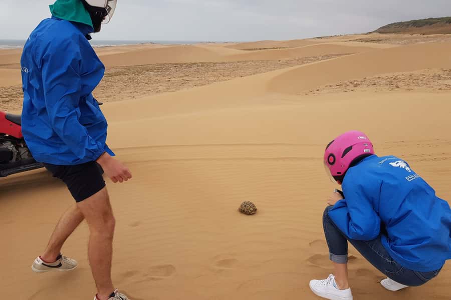 Essaouira P3: Quad tour forest beach dunes (free transfer) - South of Essaouira: dunes, pine forest, and coastal air