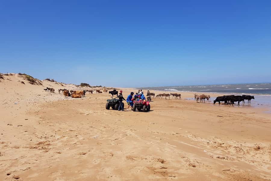 Essaouira P3: Quad tour forest beach dunes (free transfer) - Who should book this quad tour, and who should skip it
