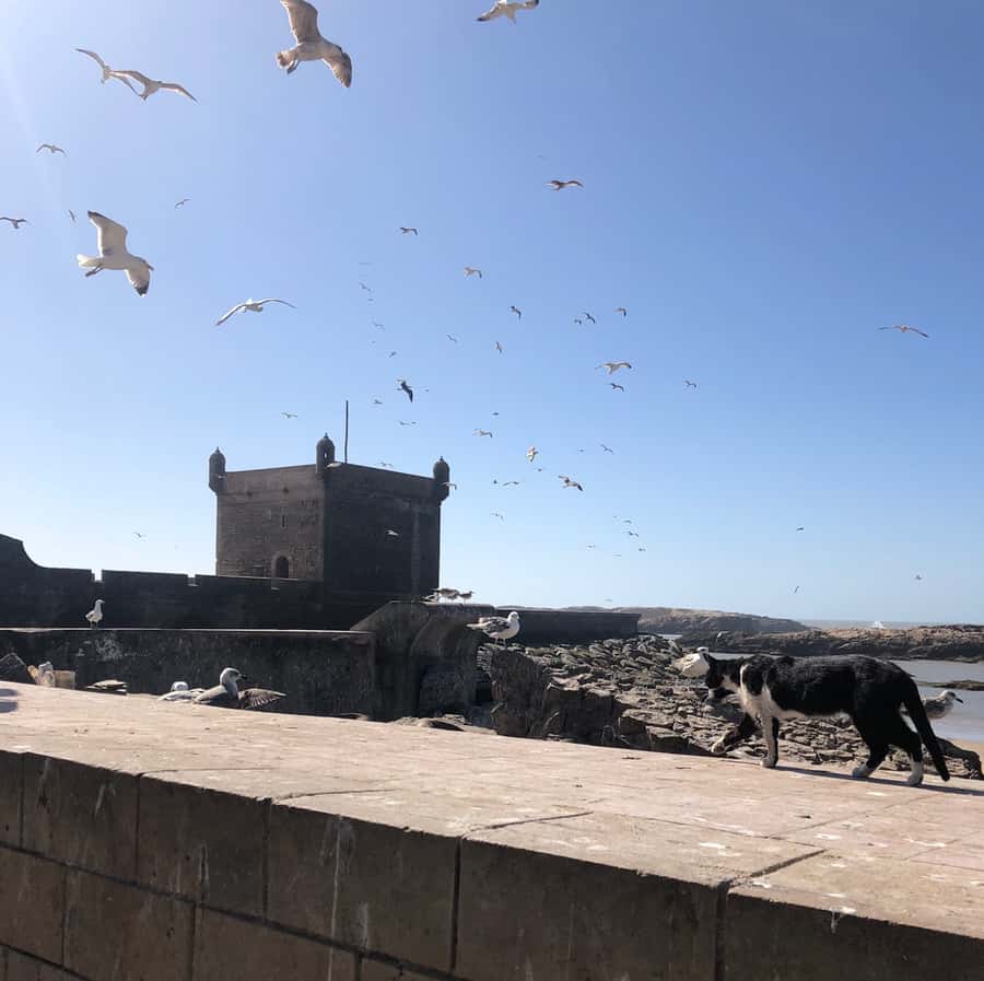 Essaouira: Private City Tour - Moroccan Tea in the Main Square