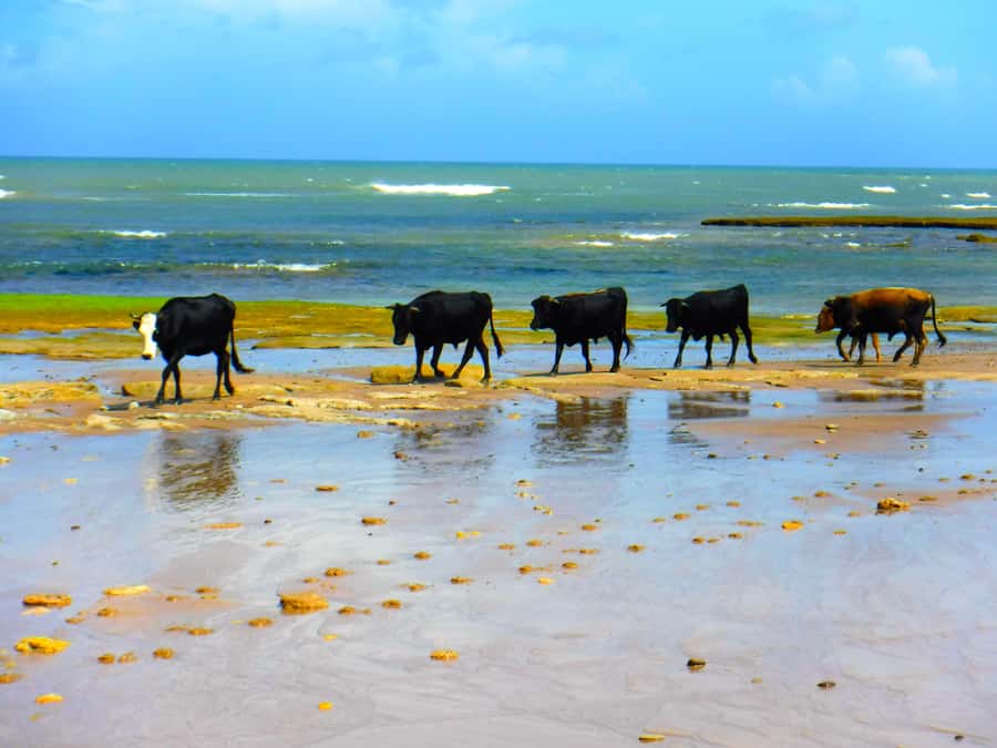 Essaouria: Beach & Big Dunes 2-Hour Quad Biking Tour - Ola Energy meeting point and the calm start before the ride