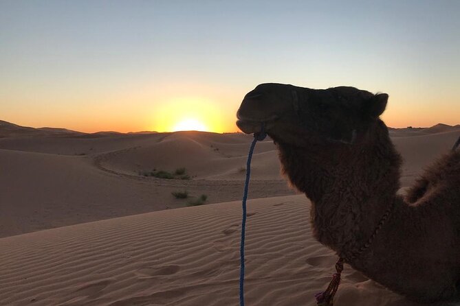 Exclusive Merzouga Desert Safari: Camel Ride, Sandsurf & Dinner - The 4:00 pm start in Hassilabied, and why it helps your photos