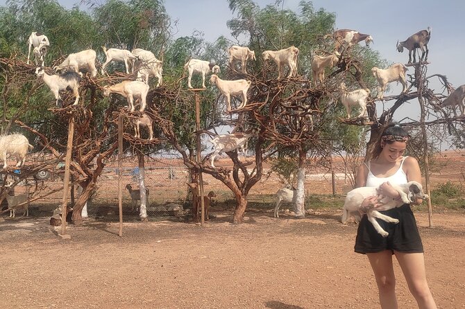 Excursion Essaouira from Marrakech - Price and Logistics: What $21 Really Buys