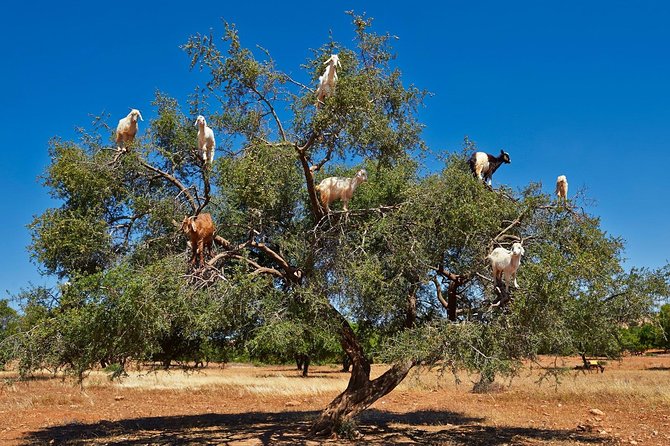 Excursion Essaouira from Marrakech - A Long Day From Marrakech, With Real Time in Essaouira