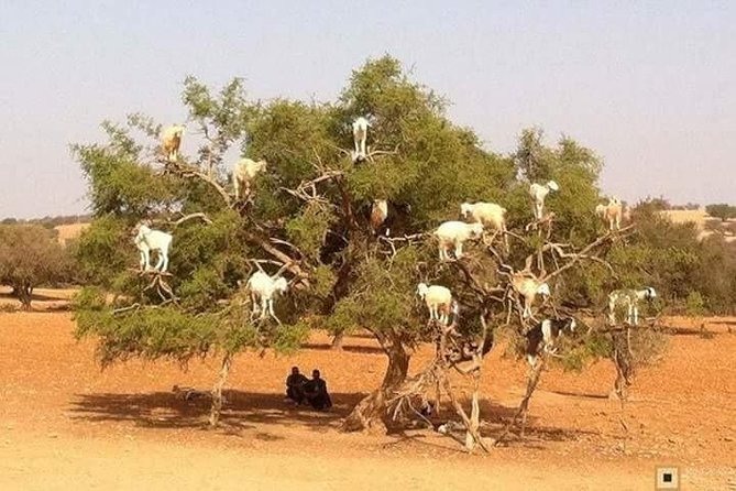 Excursion Essaouira from Marrakech - Stop One, El Hanchane: Goats in Argan Trees, Up Close for Photos