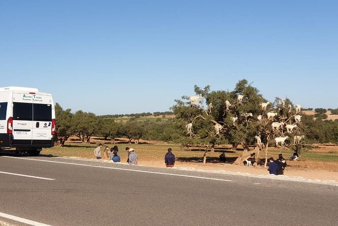 Excursion Essaouira from Marrakech - Should You Book This Trip? Who It’s Best For