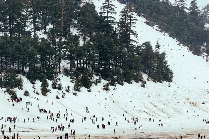 Excursion From Fez to the Middle Atlas Mountains - Azrou and the cedar forest: a short walk and a wildlife chance