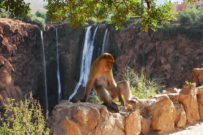Explore Ouzoud waterfalls Marrakech Guided Hike & Boat Experience - Boat Ride at the Base: The Splashy View You Came For