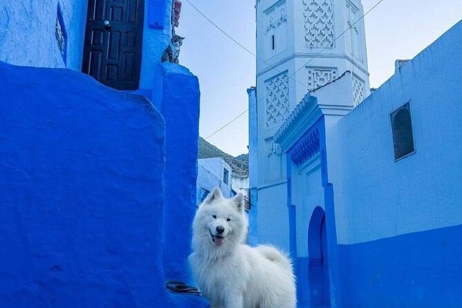 FES TO Chefchaouen Day Trip- luxury Private Tour - Driver Support Inside the Medina: Helpful Without Being Overbearing