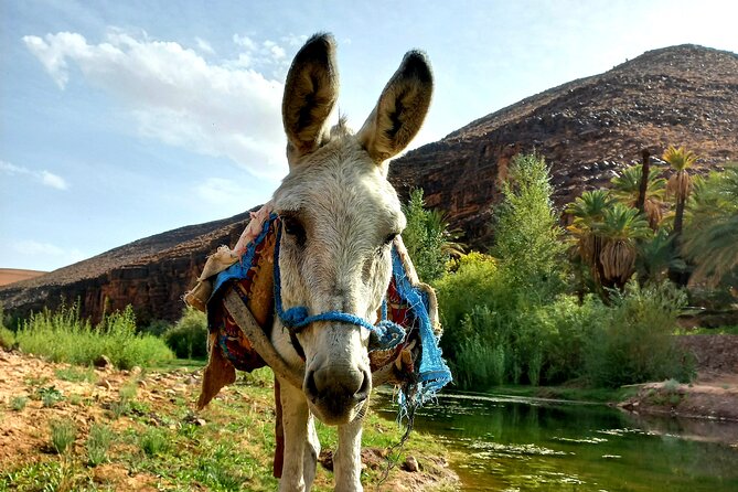 Fint Oasis Private Day Hike - Donkey back option for the Oasis of Fint stretch