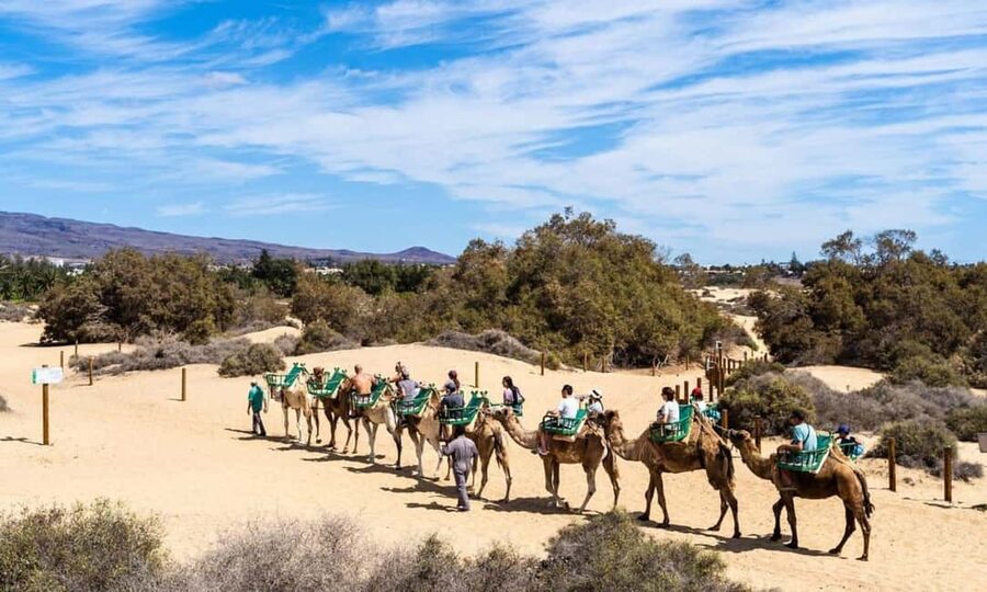 From Agadir: Camel Ride and Flamingo Trek - Meeting the Camels: How the Ride Feels and What to Expect