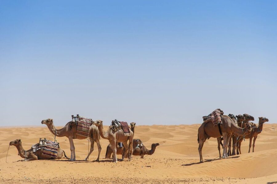 From Agadir: Camel Ride and Flamingo Trek - Who This Camel Ride Suits Best