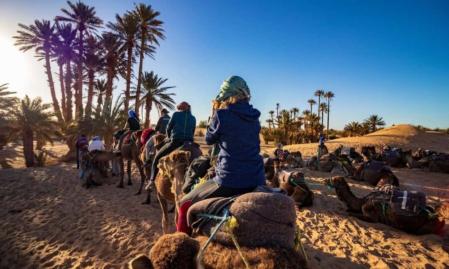 From Agadir: Camel Ride and Flamingo Trek - Practical Tips So You Enjoy the Ride More