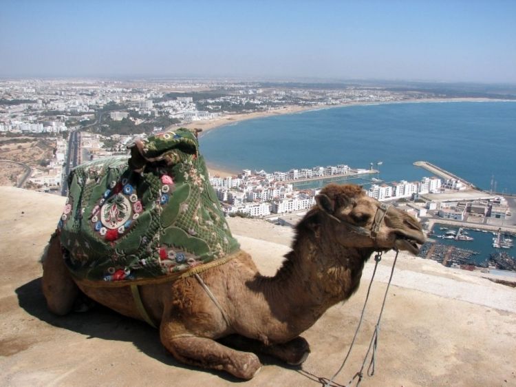 From Agadir: City Tour with Hotel or Port Transfers - Key highlights to know before you go