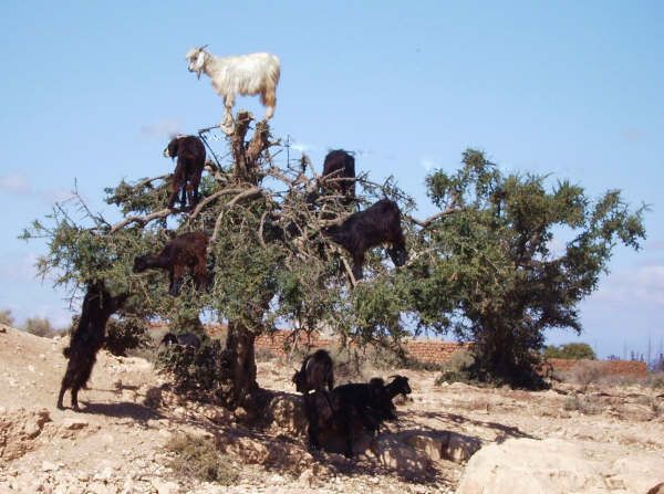From Agadir: Half-Day Tour to Taroudant - Timing, logistics, and how to avoid the common pitfalls