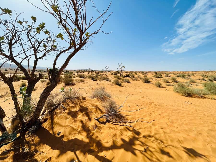 From Agadir: Jeep Desert Safari with Lunch and Camel Ride - Why This 1-Day Jeep Safari Feels Like More Than a Drive
