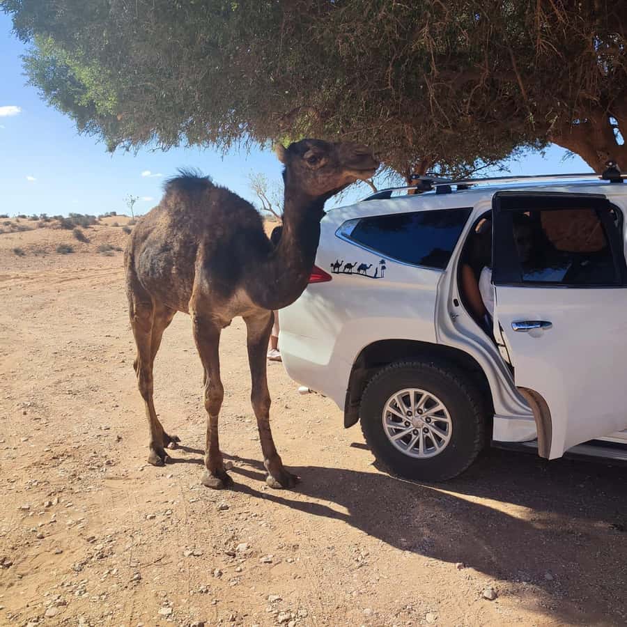 From Agadir: Mini Sahara Day Tour with Lunch - Pottery house, Atlantic coast drives, and the quick beach break