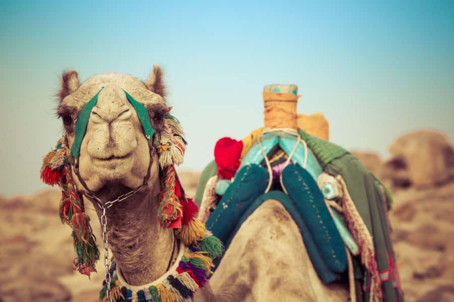 From Agadir or Taghazout: Camel Ride Berber Tour Experience - Price and value: what you’re really paying for at about $27