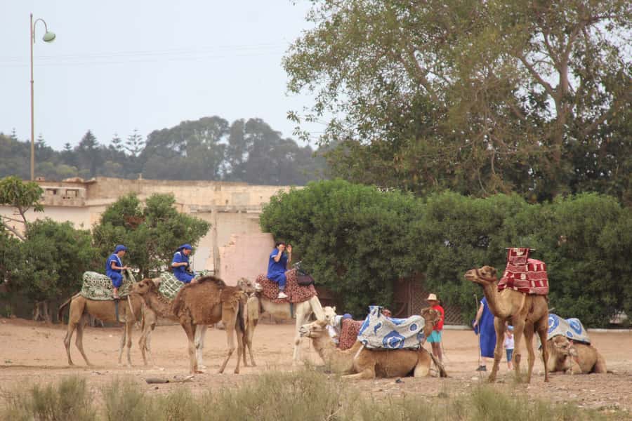 From Agadir or Taghazout: Camel Ride Berber Tour Experience - Practical tips for a smoother camel ride