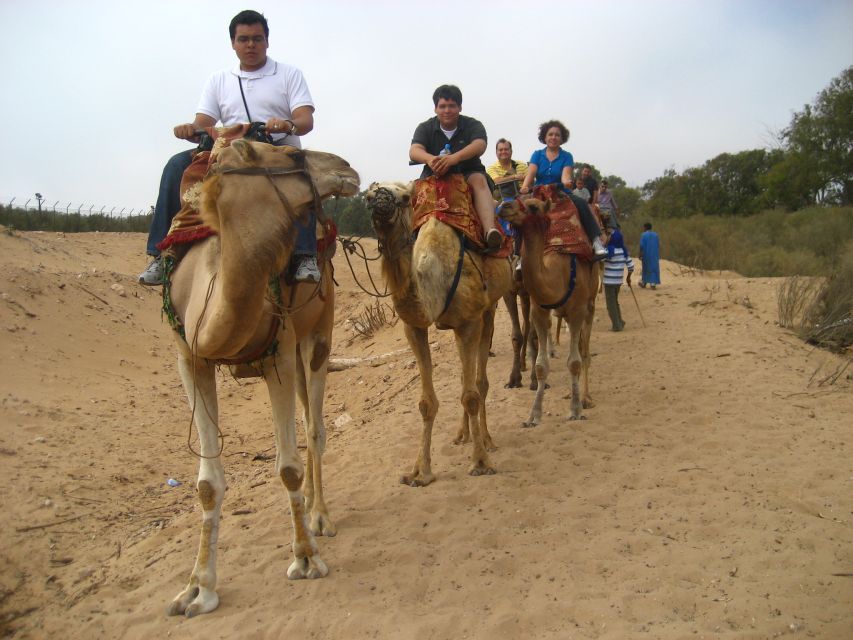 From Agadir or Taghazout: Camel Ride Berber Tour Experience - Who this Souss-Massa camel tour fits best
