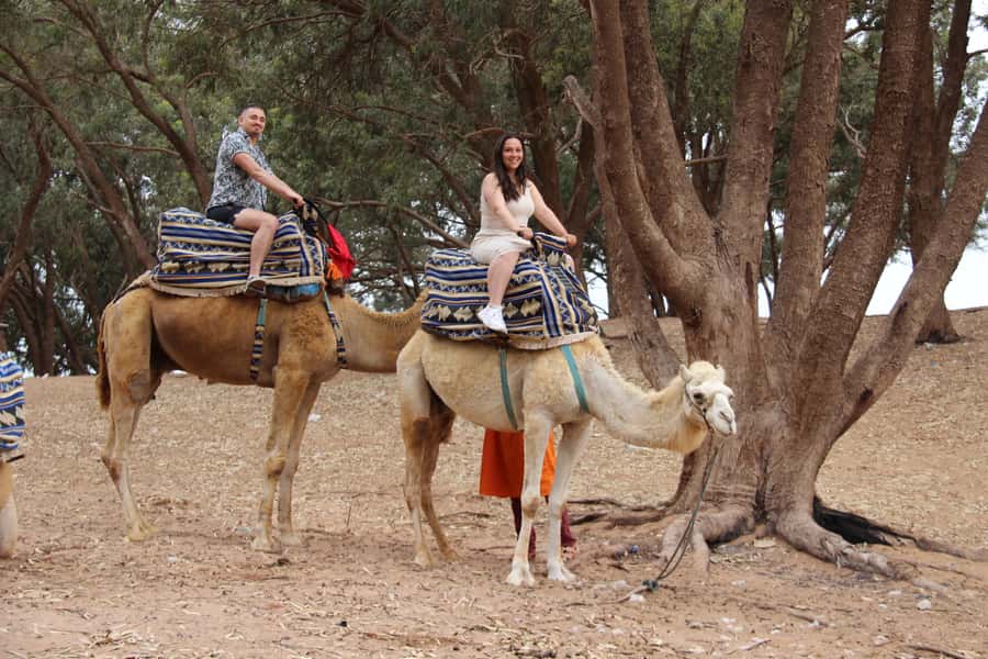 From Agadir or Taghazout: Camel Ride Berber Tour Experience - Getting from Agadir or Taghazout to the ranch and eucalyptus forest