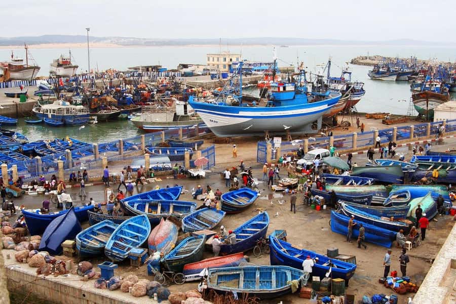 From Agadir or Taghazout : Essaouira Day Trip - The argan-tree goats stop: quick, goofy, and actually worth it
