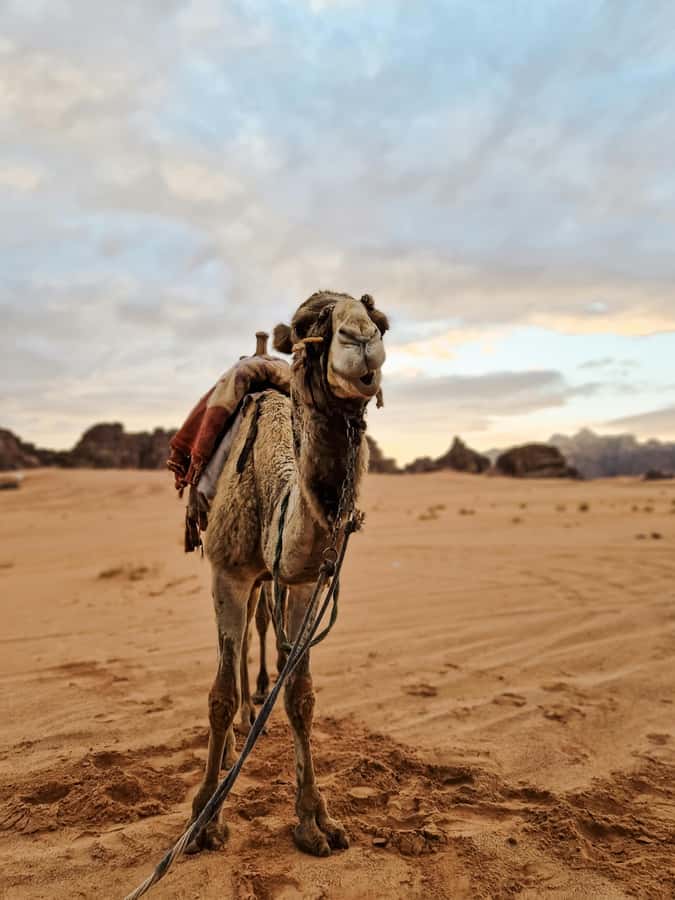 From Agadir: Sahara Desert Day Trip and Camel Ride - Mini Sahara dunes: golden sand, calm breaks, and a camel ride that stays short