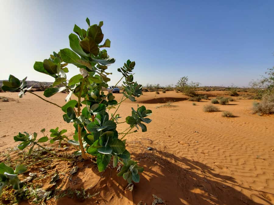 From Agadir: Sahara Desert Day Trip and Camel Ride - What to bring, wear, and expect from the day’s rhythm