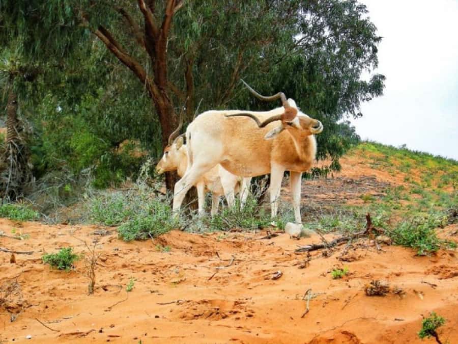 From Agadir: Souss-Massa National Park Tour with Lunch - From Agadir at 8am: The 4WD ride toward Souss-Massa