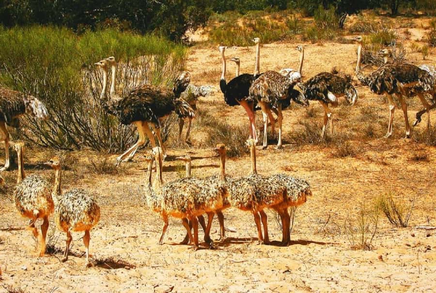 From Agadir: Souss-Massa National Park Tour with Lunch - The park’s museum first: Learn the animals before you chase them
