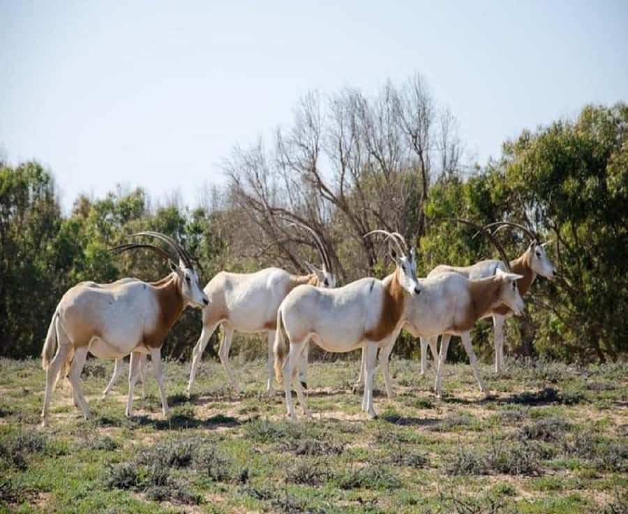 From Agadir: Souss-Massa National Park Tour with Lunch - The park has variety, so you are not stuck in one view