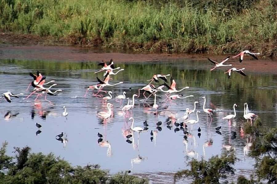 From Agadir: Souss-Massa National Park Tour with Lunch - Wild beach and fishing village time: A break from the dunes