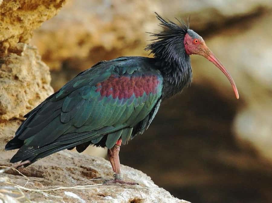 From Agadir: Souss-Massa National Park Tour with Lunch - Practical tips before you go: photos, comfort, and animal spotting