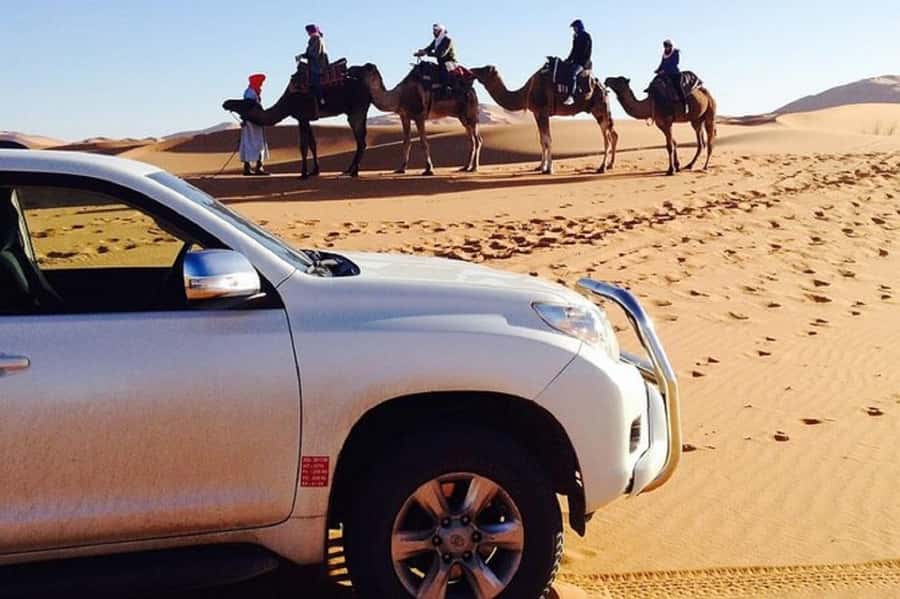 From Agadir: Souss-Massa National Park Tour with Lunch - Wildlife safari time: Oryx, addax, gazelles, ostrich, and bald ibis