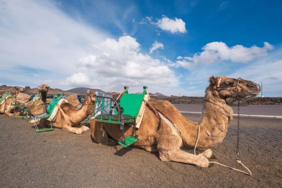 From Agadir: Souss River Camel Ride - The Royal Palace Stop, Seen From a Distance