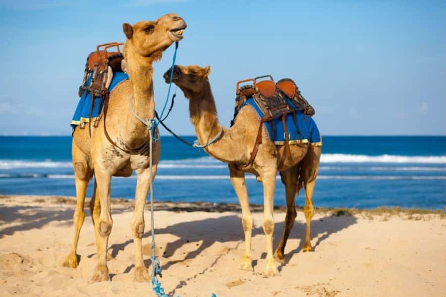 From Agadir: Souss River Camel Ride - Local Hospitality and Getting Back to Agadir or Taghazout