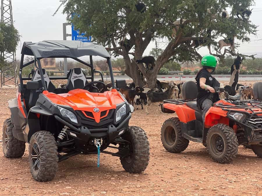 From Agadir/Taghazout: Buggy Safari Adventure & Moroccan Tea - Berber mint tea break: why it’s more than a drink stop