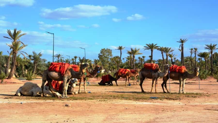From Casablanca: Day Trip to Marrakech with Camel Ride - Mellah Market Stop and Souk Orientation for Real-Life Marrakech