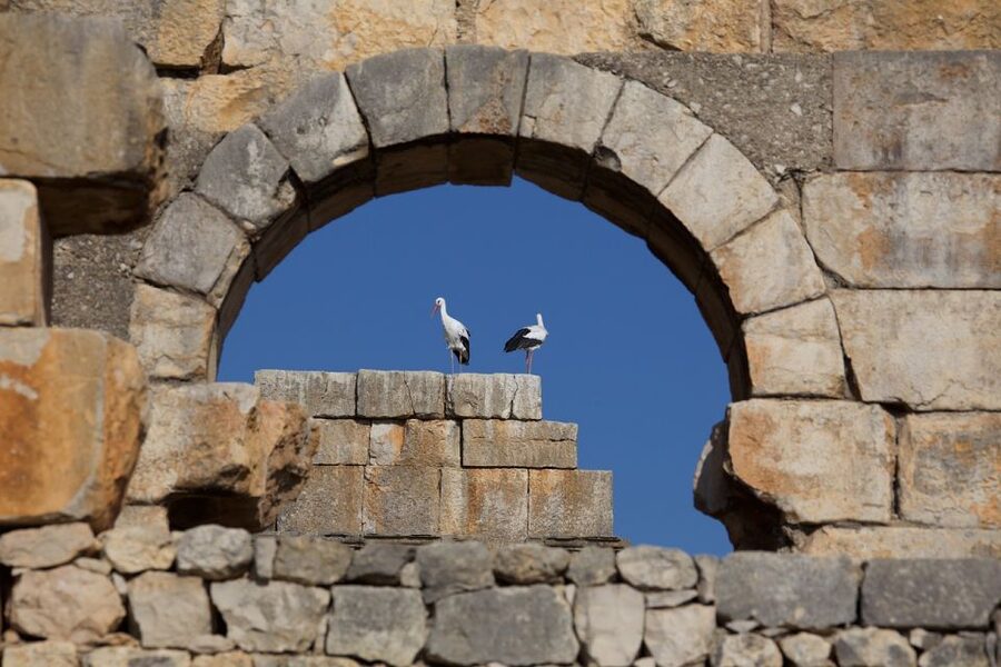 From Fes: Volubilis, Moulay Idriss and Meknes Full-Day Trip - Should you book this Volubilis, Moulay Idriss Zerhoun, and Meknes trip from Fes?