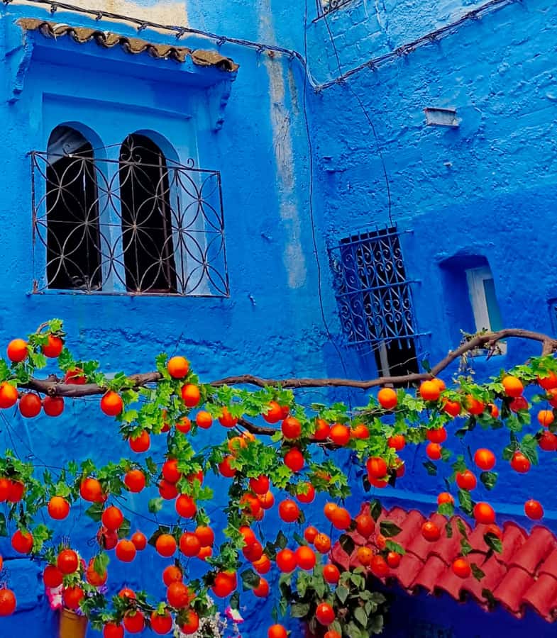 From Fez : Memorable Day Trip to Chefchaouen the Blue City - Getting back to Fez: what the return trip feels like