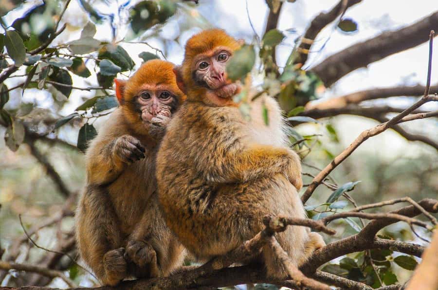 From Fez: Middle Atlas and Monkey Forest Day Trip - Leaving Fez in comfort, then shifting into mountain Morocco